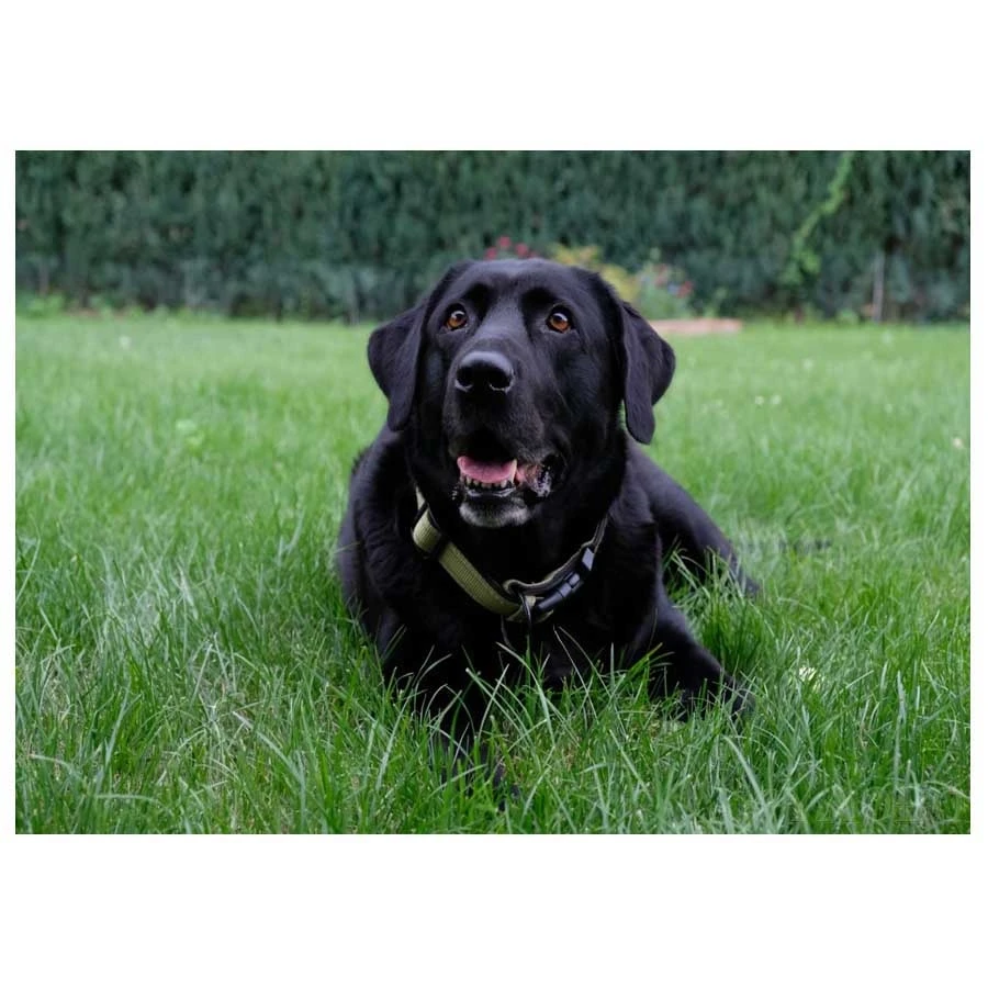 5d-DIY-Diamond-Embroidery-full-square-Diamond-Painting-black-Labrador-Puppies-Dog-Cross-Stitch-Mosaic-Picture