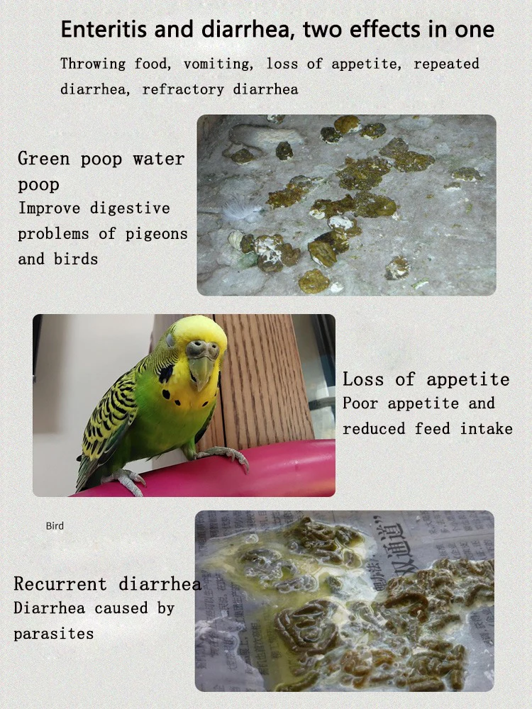 Parrot Diarrhea ubicaciondepersonas.cdmx.gob.mx