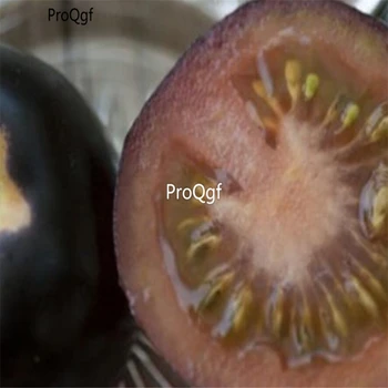 

Ngryise 3000Pcs A Set Black Tomato Solanum lycopersicum