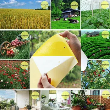

Fruit Sticky Boards Flies Insect Glue Catcher PVC Accessory Tools Pack