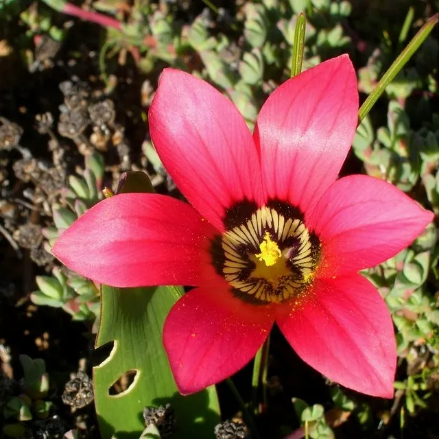 100 шт свежий настоящий Romulea Monticola S-Bonsai цветок(Лу-Му-Ли