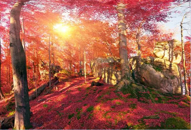 

SHUOZHIKE Vinyl Custom Photography Backdrops Prop Autumn Scenery theme Photo Studio Background YH19428-203