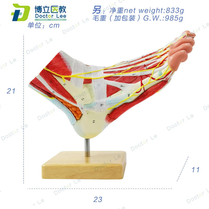 

Plastic Human Anantomical Foot Model Assembled 9 Parts with Numbers for Teaching Demonstration