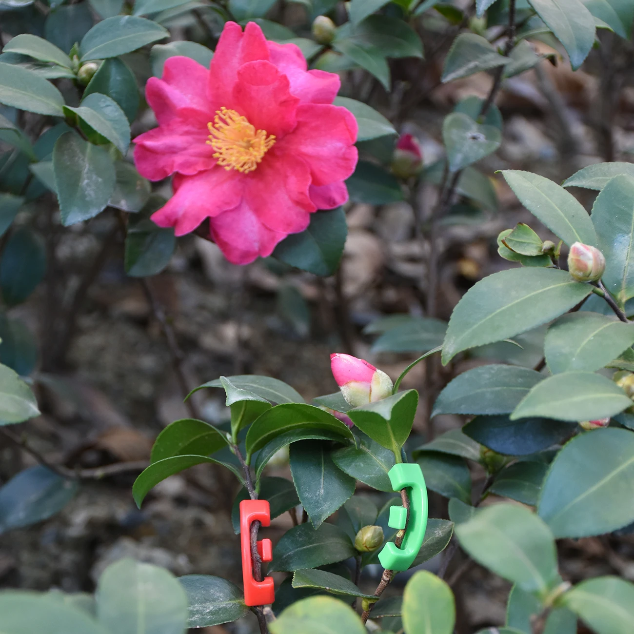 Clip Piegatrici Piante 50 Pezzi - Reggicrescita Regolabile 360&deg; Per Orto E Giardino