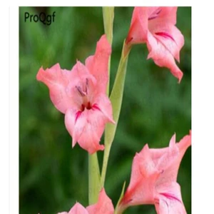 18 Ngryise 10 шт набор Vaniot Houtt gladiolus лампочка - Цвет: 18