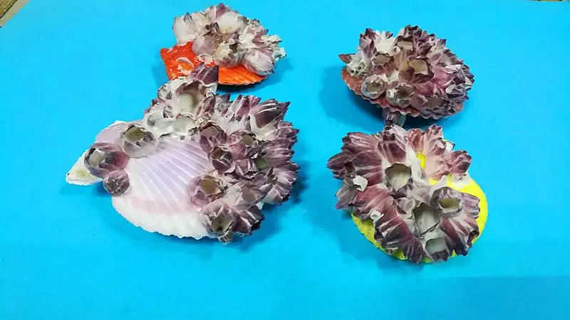 natural scallop shell fish tank aquarium landscaping ornaments sea shell decoration seashells decorative scallop shells