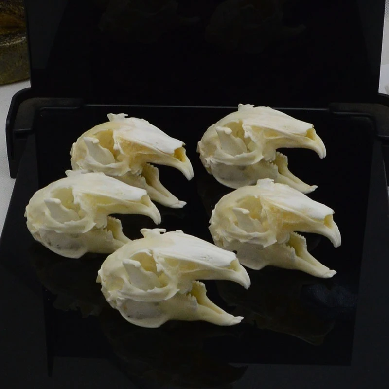 ワタウサギ バニーウサギ頭蓋骨標本動物の骨標本 自然骨品質a Aliexpress