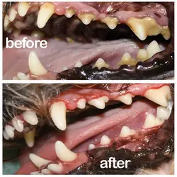 Спрей для собак, уход за полостью рта, для чистки зубов, освежитель дыхания, средство для удаления налета AIA99