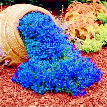 

100Pcs Plant Mask Rare ROCK CRESS Essence Masks U6-G