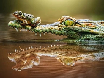

GATYZTORY DIY Diamond Embroidery Crocodile Full Square Drill Diamond Painting Home Decor Gift Mosaic Cross Stitch