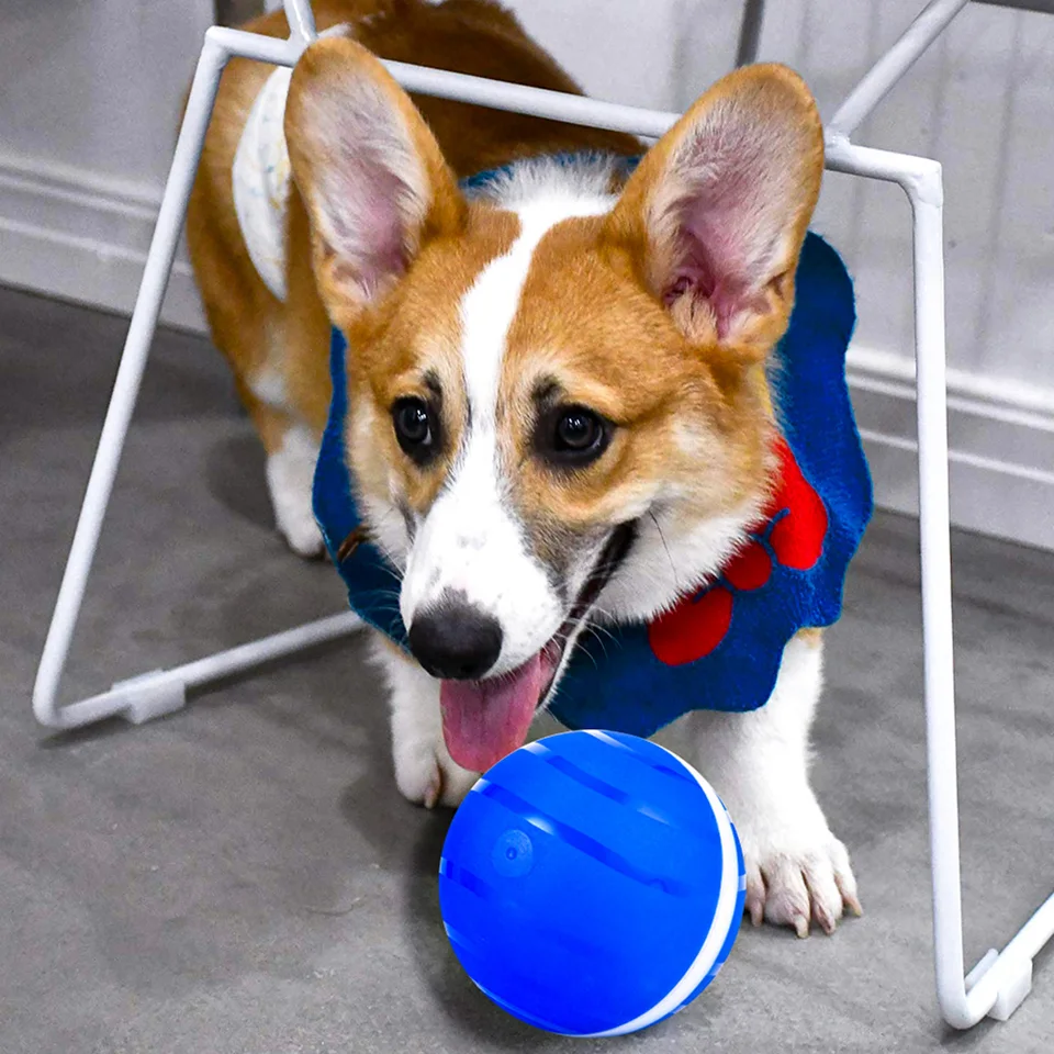 active rolling ball dogs