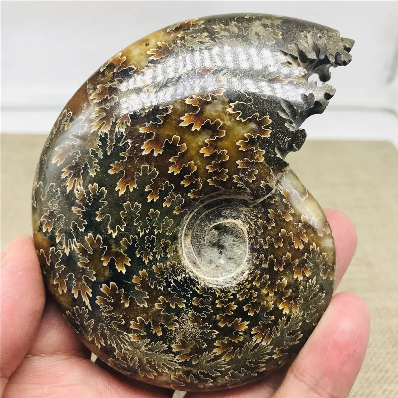 230 г Все настоящий аммонит fossil conch crystal с лечебным действием, образцы