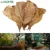 60/40/20шт Натуральные Листья Terminalia Catappa Fish Tank Cleaning Tools для Балансировки Кислотности PH Аквариумной Очистки Воды
