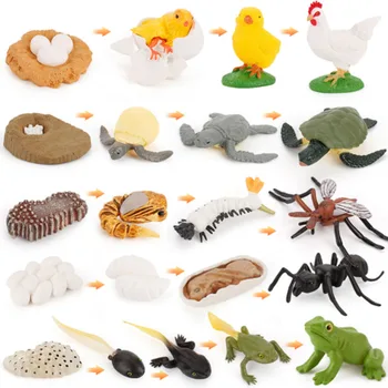 

Simulation Animal Insect Vinyl Solid Model Evolution Stage Frog tortoise growing Environmental Protection Life Growth Cycle Set