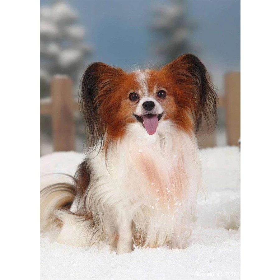 3d-Picture-Cross-Stitch-5D-DIY-Embroidery-Full-Diamond-Painting-Dog-Papillon-Small-pets-Rhinestone-painting.jpg_.webp_Q90.jpg_.webp_.webp