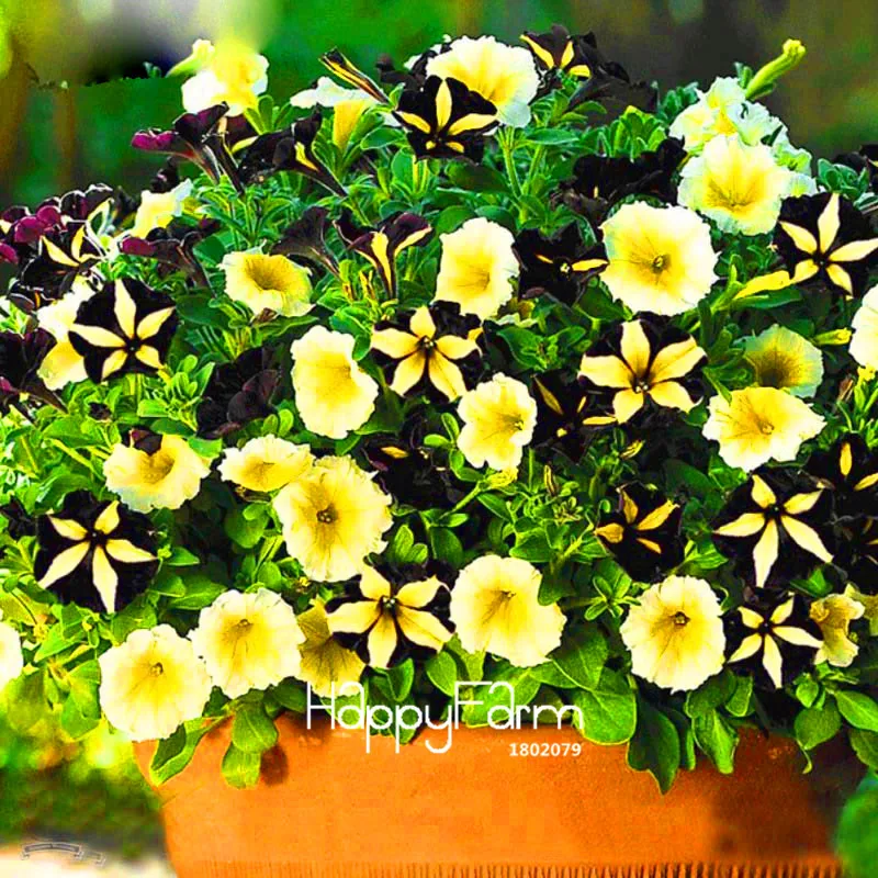 Hot Sale! 100 Pcs/Bag Black Color Star Petunia Plants Garden And Patio Potted Plant Morning Glory Flowers Bonsai