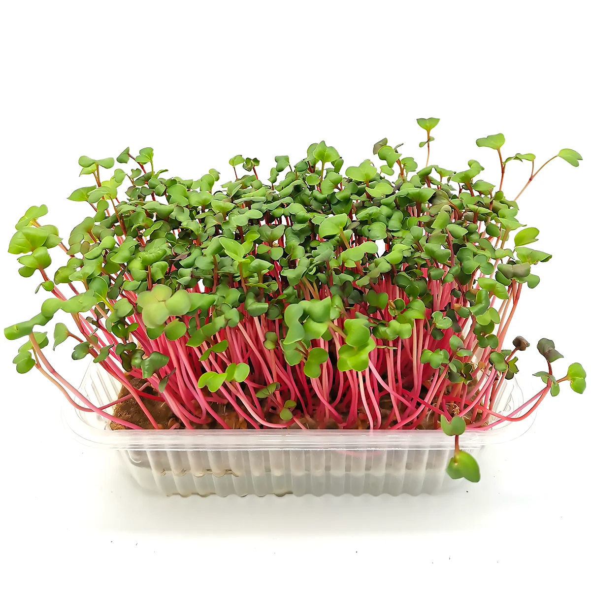 Пак чой микрозелень. Микрозелень руккола и редис. Микрозелень виды. Фризе микрозелень. Микрозелень редис ред корал.