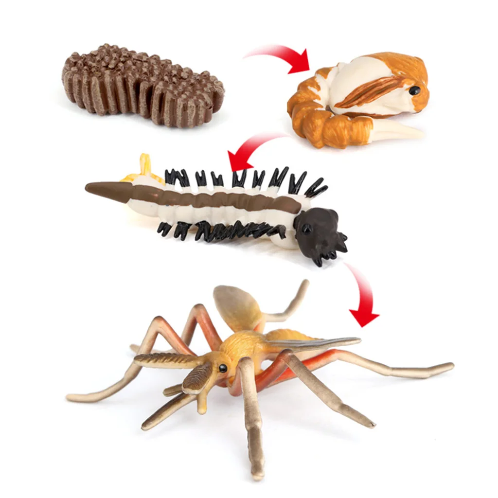 Life Cycle Figures of   Early Education Animal Figures, Biology Science Students Classroom Toys