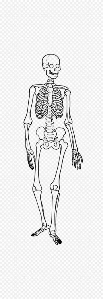 人体骨骼系统骨骼 人体卡通png图片素材免费下载 图片编号 Png素材网