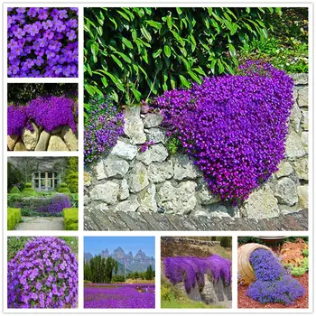 

Plant Flower Bath Salts Purple Aubrieta Deltoidea Essence 200Pcs XZZ-216