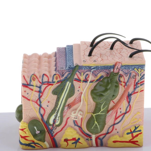 Human Skin Subcutaneous Tissue Dissection Model Magnify 35X 4