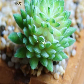 

Ngryise 200Pcs A Set succulent