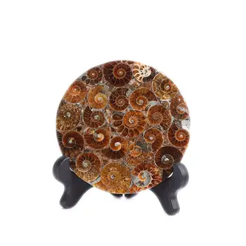 

fossil snail plate natural ornaments Madagascar stones