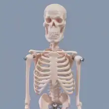 

45cm Human Body Skeleton Model Skeleton Anatomy Structure Spine Skull Head Joint Activity Teaching Mould
