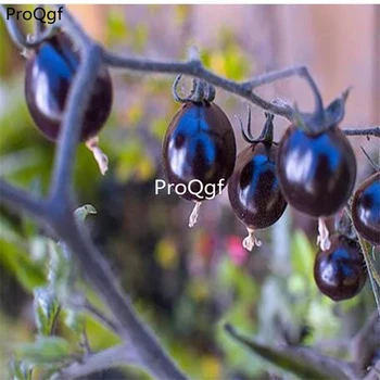 

Ngryise 6000Pcs A Set Indigo Rose Purple Cherry Tomato