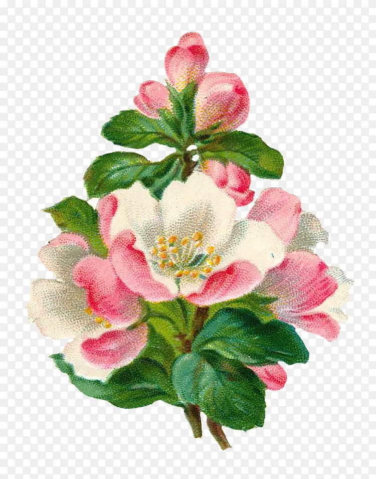 花卉剪贴画.复古花卉植物