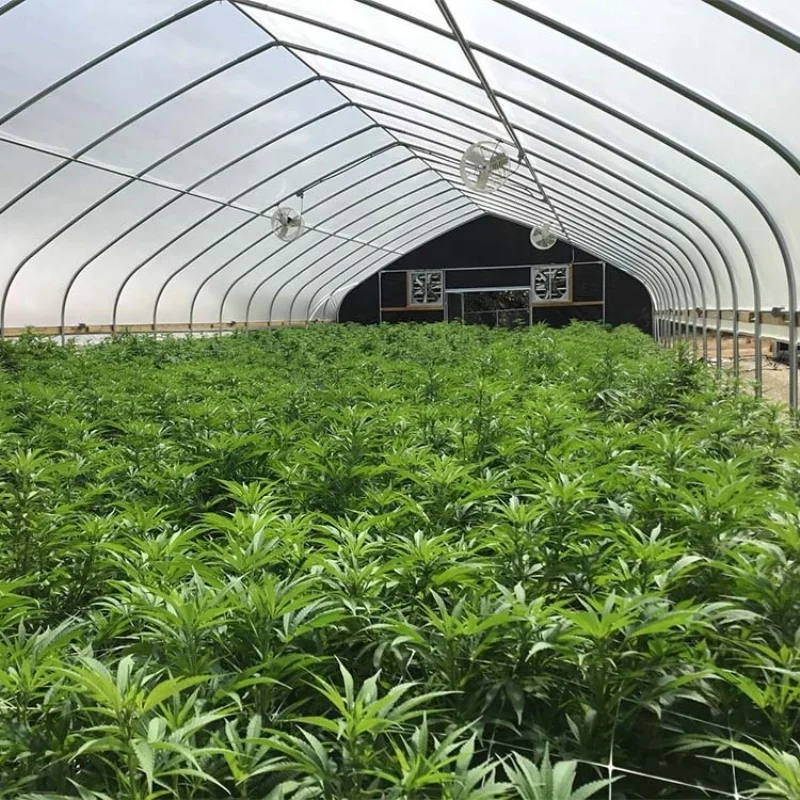 8M*30M-Large Commercial Green Houses