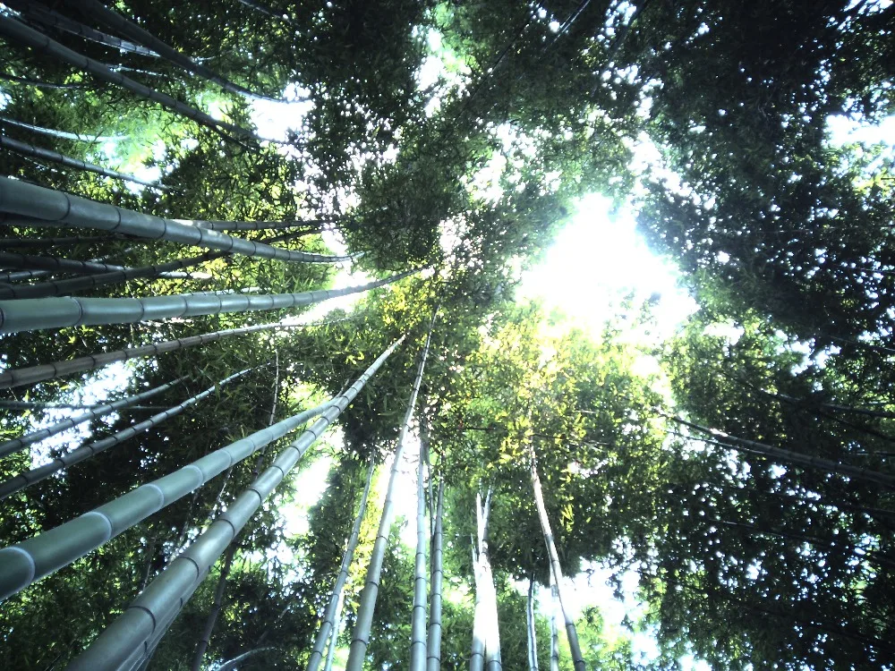 标准镜头竹子 (1)