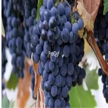 

Ngryise 3000Pcs A Set Zinfandel grape