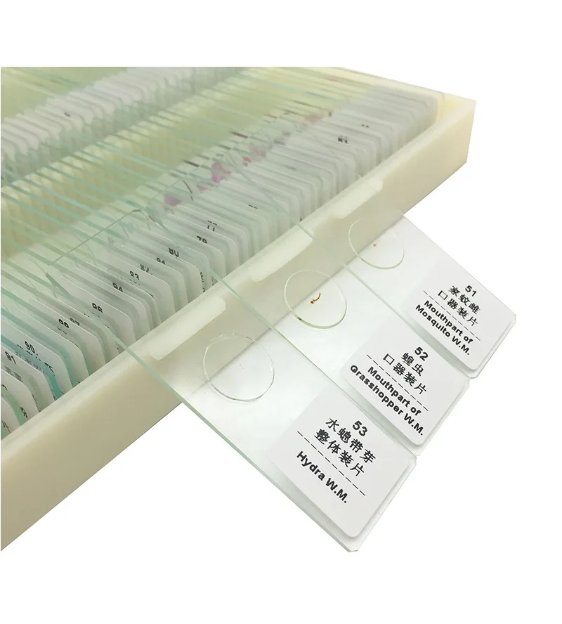 Prepared Microscope Slides Glass Biological Specimen Animal Plant Human Tissue Slide for Student Education Studying 12 50 100
