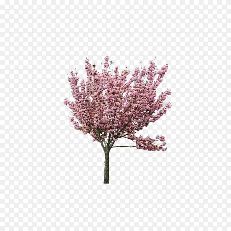 樱桃花桃树 粉红色樱桃原料市场png图片素材免费下载 图片编号 Png素材网