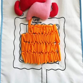 

Kids Apron Human Body Organs Awareness learning Educational Insights Apron Toys For Children Kids Preschool Teaching Aids