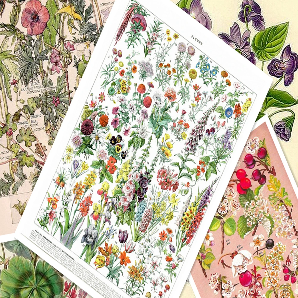 野菜植物花ccienceポスターレトロクラフト紙ポスターの壁のステッカー壁紙絵画版画アートルームの装飾 Wall Stickers Aliexpress