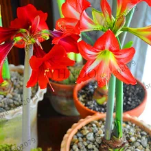 Самая низкая цена! Супер большая лампочка настоящая амариллис лампочки, Гиппеаструм цветы лампы Редкие бонсай растения Barbados Lily горшечные дома сад