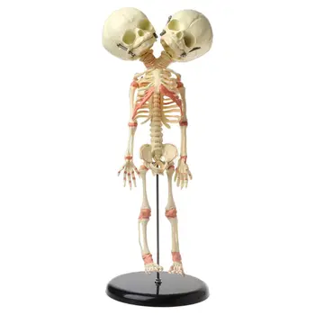 

Human Double Head Baby Skull Research Model Skeleton Anatomical Brain Anatomy Teaching Study Display