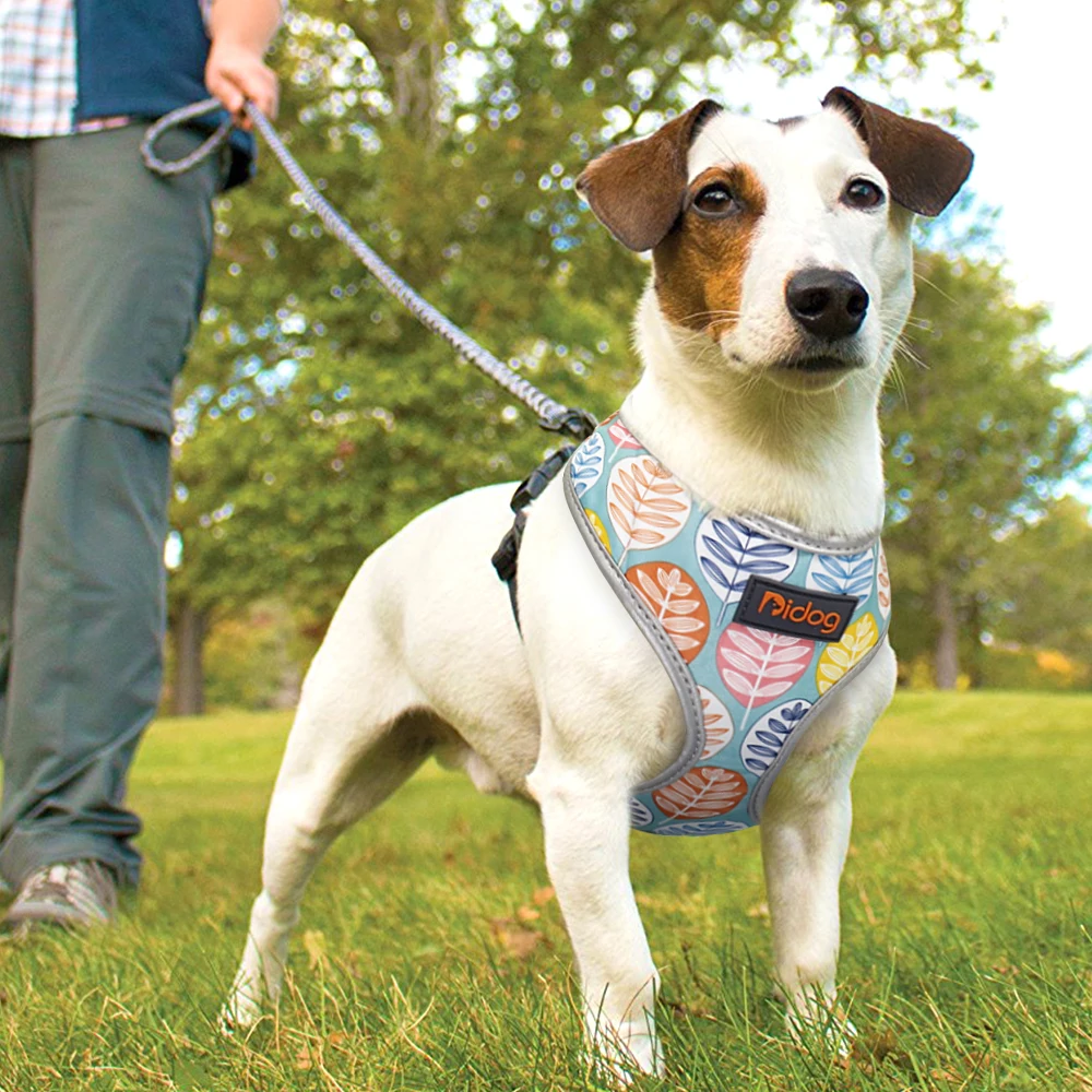 dog harness for bulldogs