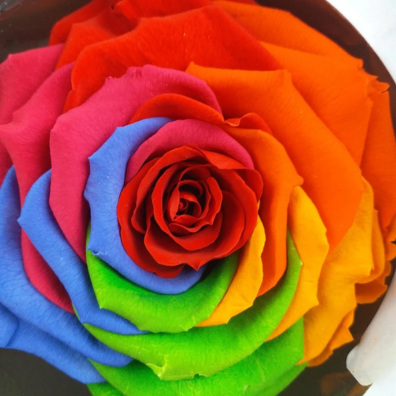 

Rainbow Rose Preserved Flowers Immortal Rose Mothers Day Gift DIY Wedding Eternal Life Valentine's Day Rose DIY Gift Level A