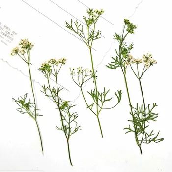 

100pcs Pressed Dried Coriander Flower Grass Plant Herbarium For Jewelry Bookmark Postcard Phone Case Invitation Card DIY