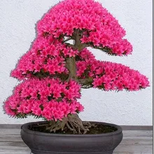 Японский цветочный сад 20 шт./лот сакуры бонсай цветок розовая вишня