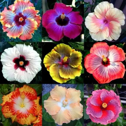 100 шт-микс редкий тропический Гибискус Ooflower F Oosementes