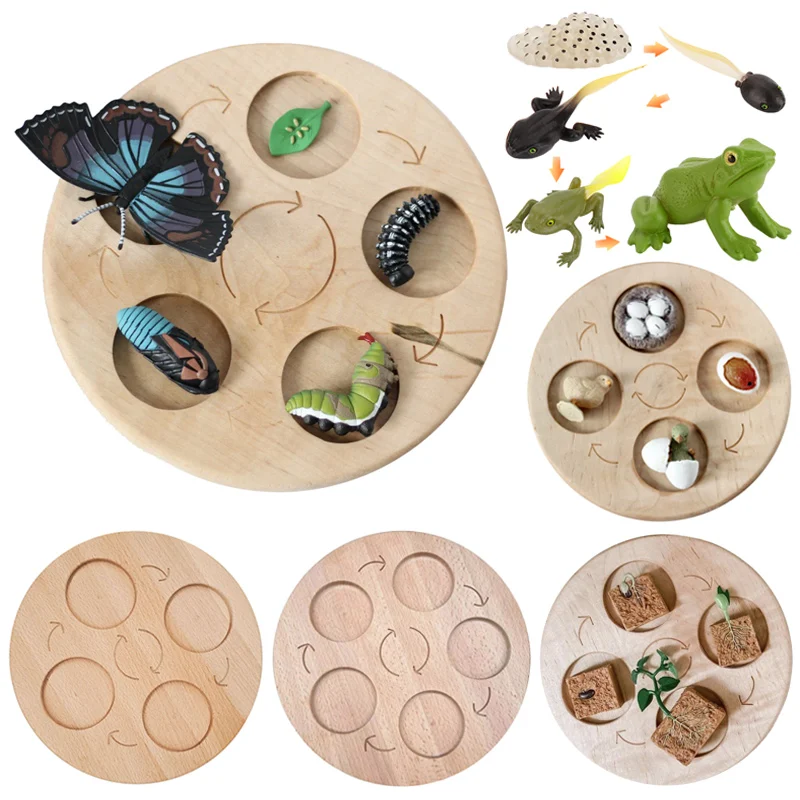 Montessori Life Cycle Board Tray Children's Game Wooden Educational  Toys Play Teaching Aids 