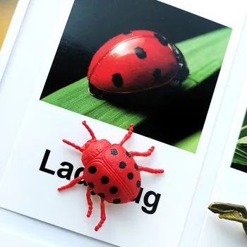 

Montessori Sensory Toy Insect Animal Card Early Learning Language Montessori Animal and Card Puzzle Toys for Children L1046F