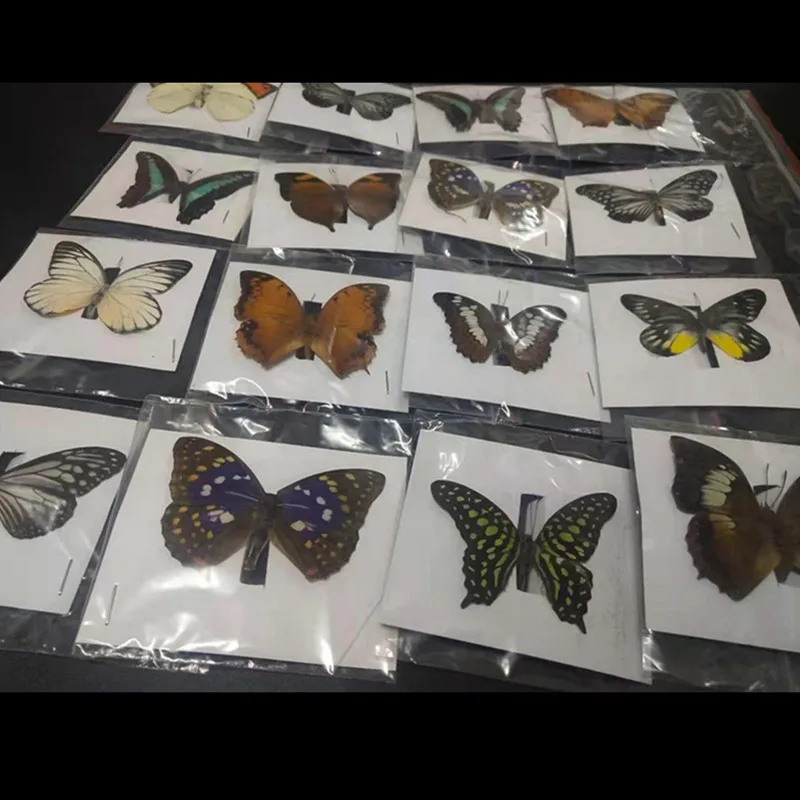 Big Deal Especímenes de mariposa para pasatiempos, marco de fotos o Adhesivo de pared de casa (envíos aleatorios), Natural y Real, 1 Uds. Erb1emoXabk