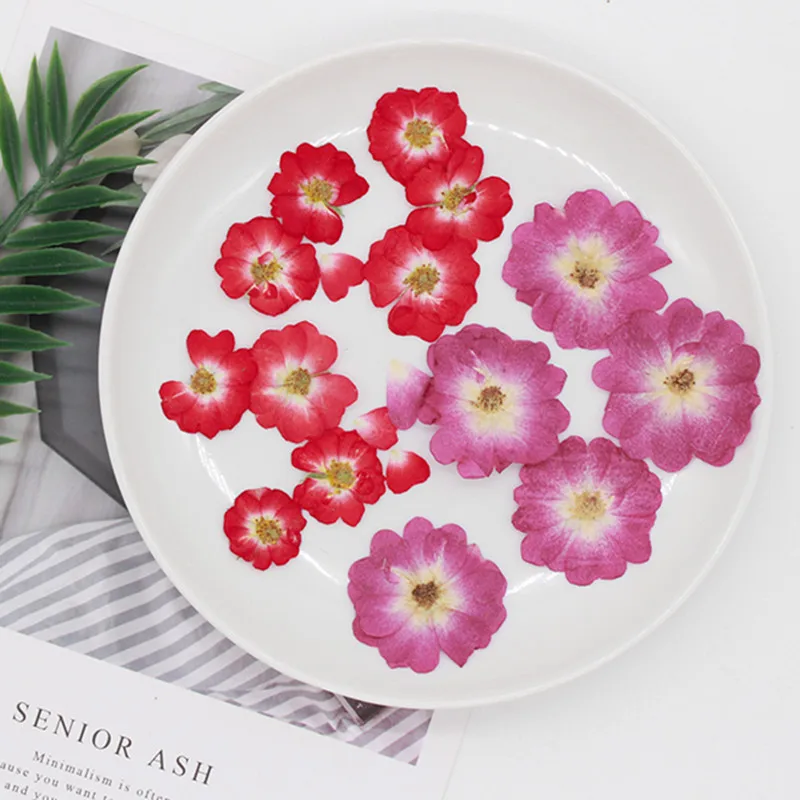 60 шт. прессованный высушенный китайская роза цветок растения гербарий для