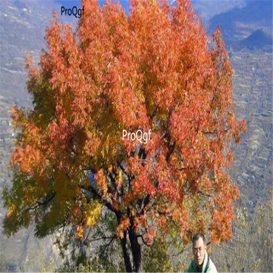 Ngryise 1000 шт набор Pistacia chinensis