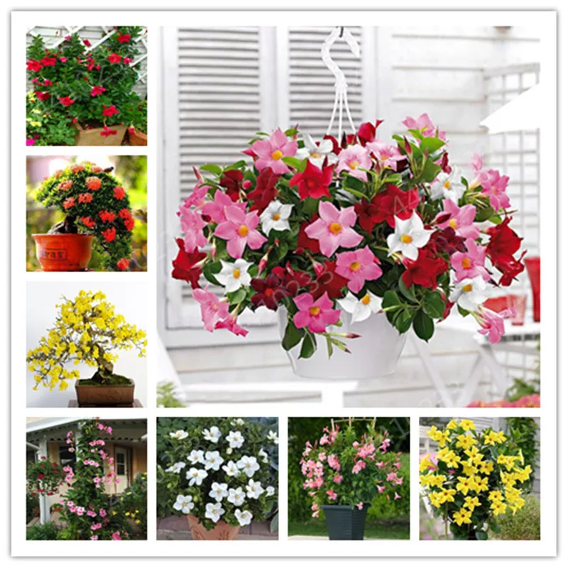 

100 Pcs Rare Climbing Plants Bonsai Jasmine Flower Amazing Smell & Beautiful Fragrant Flowers Perennial Plant DIY Home Garden